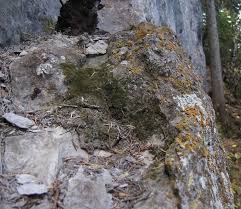 Attēlu rezultāti vaicājumam “Platydictya jungermannioides”