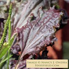 Attēlu rezultāti vaicājumam “Plantago major”