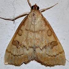 Attēlu rezultāti vaicājumam “Udea fulvalis”