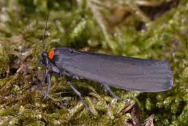 Attēlu rezultāti vaicājumam “Atolmis rubricollis”