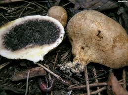 Attēlu rezultāti vaicājumam “Colloderma sp.”