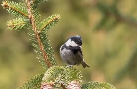 Attēlu rezultāti vaicājumam “Periparus ater”