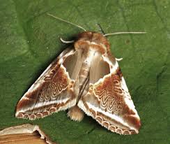 Attēlu rezultāti vaicājumam “Habrosyne pyritoides”