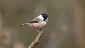 Attēlu rezultāti vaicājumam “Poecile montanus”