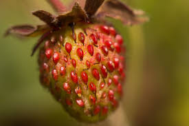Attēlu rezultāti vaicājumam “Fragaria vesca”