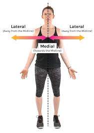 Image result for body midline