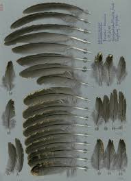 Attēlu rezultāti vaicājumam “Tetrastes bonasia”