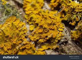 Attēlu rezultāti vaicājumam “Xanthoria parietina”