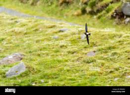 Image result for Hirundapus caudacutus