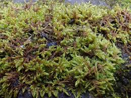 Attēlu rezultāti vaicājumam “Sanionia uncinata”