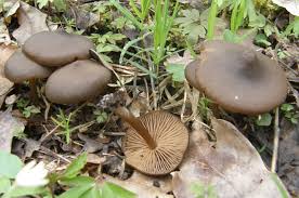 Attēlu rezultāti vaicājumam “Entoloma vernum”