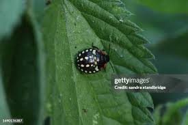 Attēlu rezultāti vaicājumam “Tritomegas bicolor nymph”