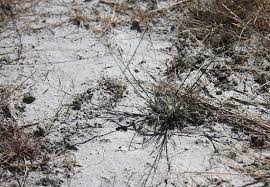 Attēlu rezultāti vaicājumam “Puccinellia distans”