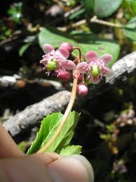 Attēlu rezultāti vaicājumam “Chimaphila umbellata flower”