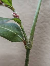 Attēlu rezultāti vaicājumam “Persicaria maculosa flower”