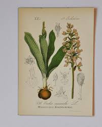 Attēlu rezultāti vaicājumam “Orchis mascula leaf”