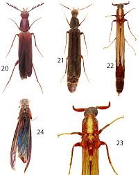 Attēlu rezultāti vaicājumam “Lymexylidae”