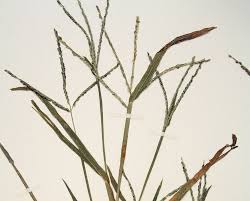 Attēlu rezultāti vaicājumam “Digitaria ischaemum leaf”