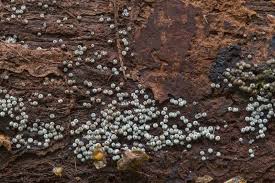 Attēlu rezultāti vaicājumam “Lasiosphaeria ovina”