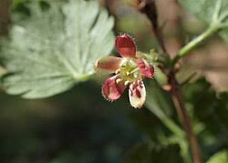 Attēlu rezultāti vaicājumam “Ribes uva-crispa leaf”