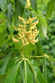 Attēlu rezultāti vaicājumam “Aesculus flava flower”