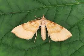 Attēlu rezultāti vaicājumam “Eulithis pyraliata”