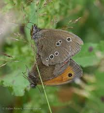 Attēlu rezultāti vaicājumam “Aphantopus hyperantus upperside”