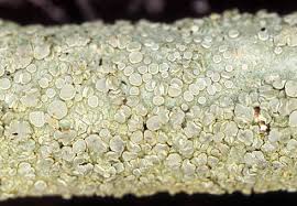 Attēlu rezultāti vaicājumam “Lecanora albella”