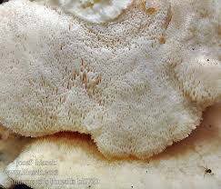 Attēlu rezultāti vaicājumam “Climacocystis borealis”