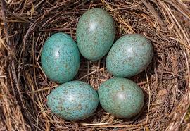 Attēlu rezultāti vaicājumam “Erithacus rubecula eggs”