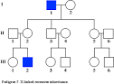 <b>Pedigree</b> 7 shows one typical