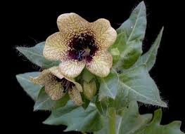 Image result for bilsenkraut