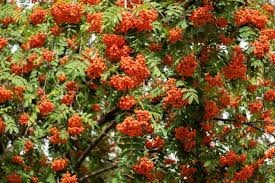 Attēlu rezultāti vaicājumam “Sorbus aucuparia flower”
