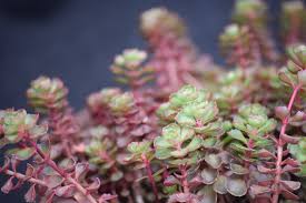 Attēlu rezultāti vaicājumam “Phedimus spurius flower”