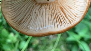 Attēlu rezultāti vaicājumam “Lactarius”