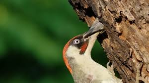 Attēlu rezultāti vaicājumam “Picus viridis nest”