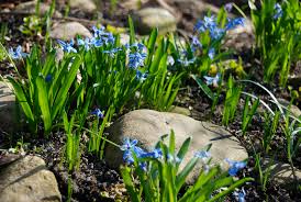 Attēlu rezultāti vaicājumam “Scilla siberica”