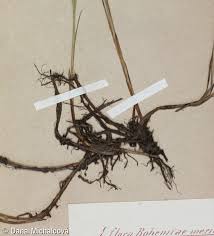 Attēlu rezultāti vaicājumam “Carex limosa fruit”