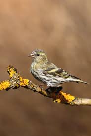 Attēlu rezultāti vaicājumam “Carduelis spinus female”