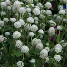 Image result for Kugelamarant