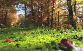 Image result for Greenwich Borough  - Plumstead