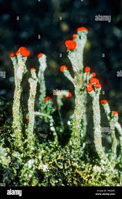 Attēlu rezultāti vaicājumam “Cladonia floerkeana”