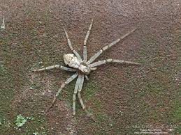 Attēlu rezultāti vaicājumam “Philodromus sp.”