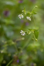 Attēlu rezultāti vaicājumam “Stellaria nemorum flower”
