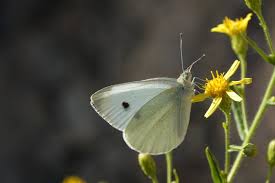 Attēlu rezultāti vaicājumam “Pieris rapae”