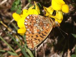 Attēlu rezultāti vaicājumam “Clossiana euphrosyne upperside”