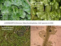 Attēlu rezultāti vaicājumam “Nowellia curvifolia sporophyte”