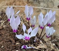 Image result for Cyclamen persicum