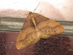 Attēlu rezultāti vaicājumam “Agriopis marginaria”