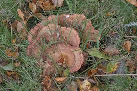 Attēlu rezultāti vaicājumam “Abortiporus biennis”